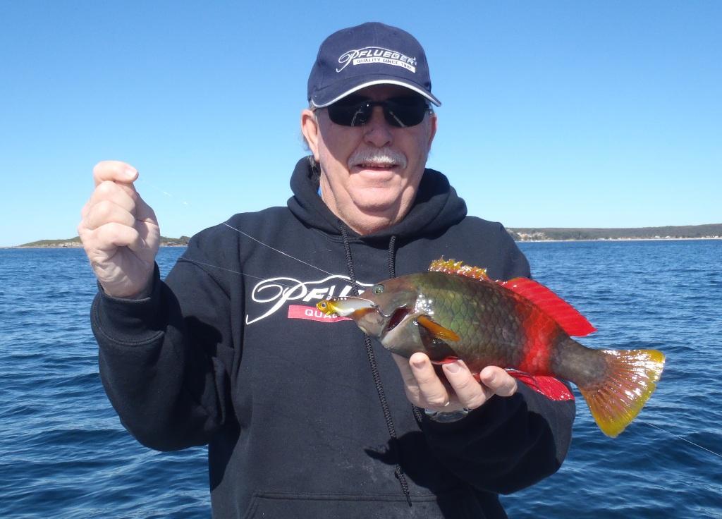 I caught this parrot fish while working TT 1oz blades for snapper over a gravel patch off Sydney © Gary Brown